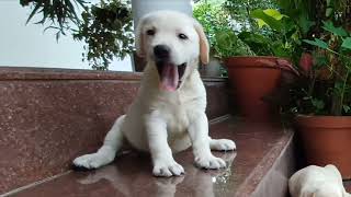 Labrador Retriver puppies booking started  For sale at Ernakulam