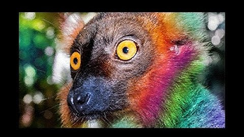 Platon - HAM Eager - Amiga Demo (Final) (50 FPS)