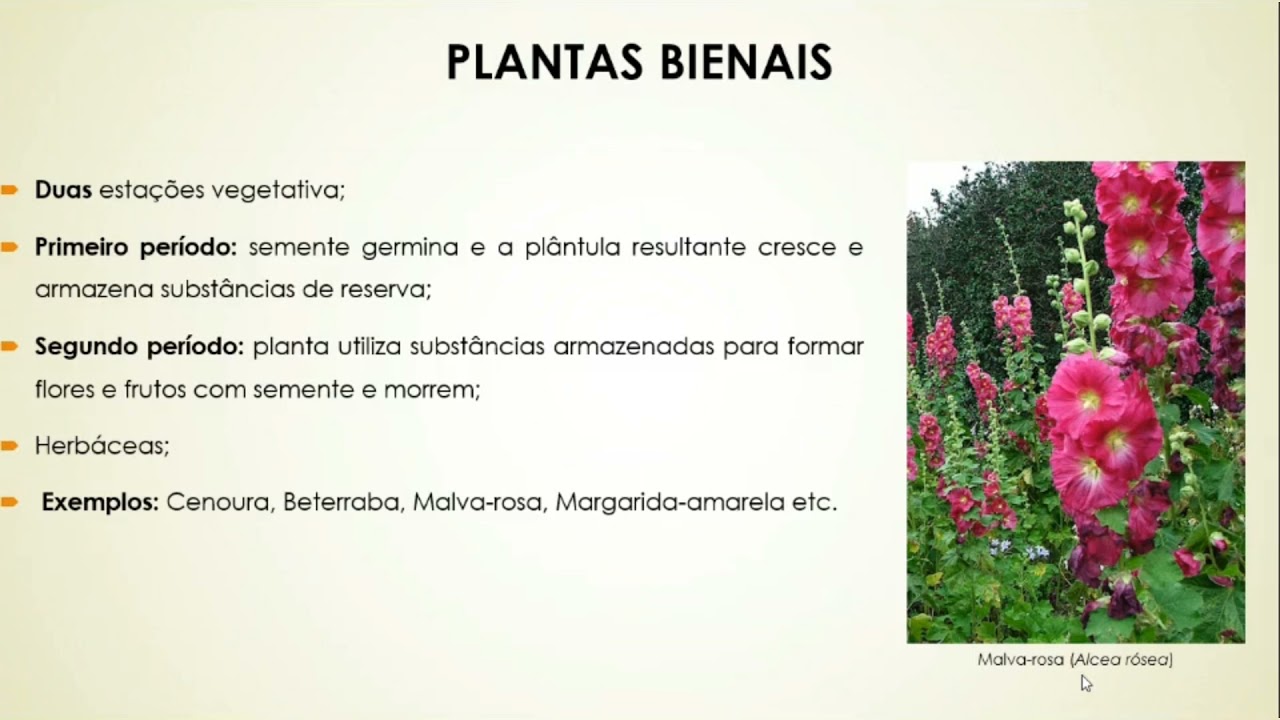Plantas Anuais, Bienais, Plurianuais e Perenes ( UFMS )