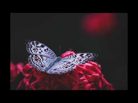 Alexa Feser - Aufstehmensch