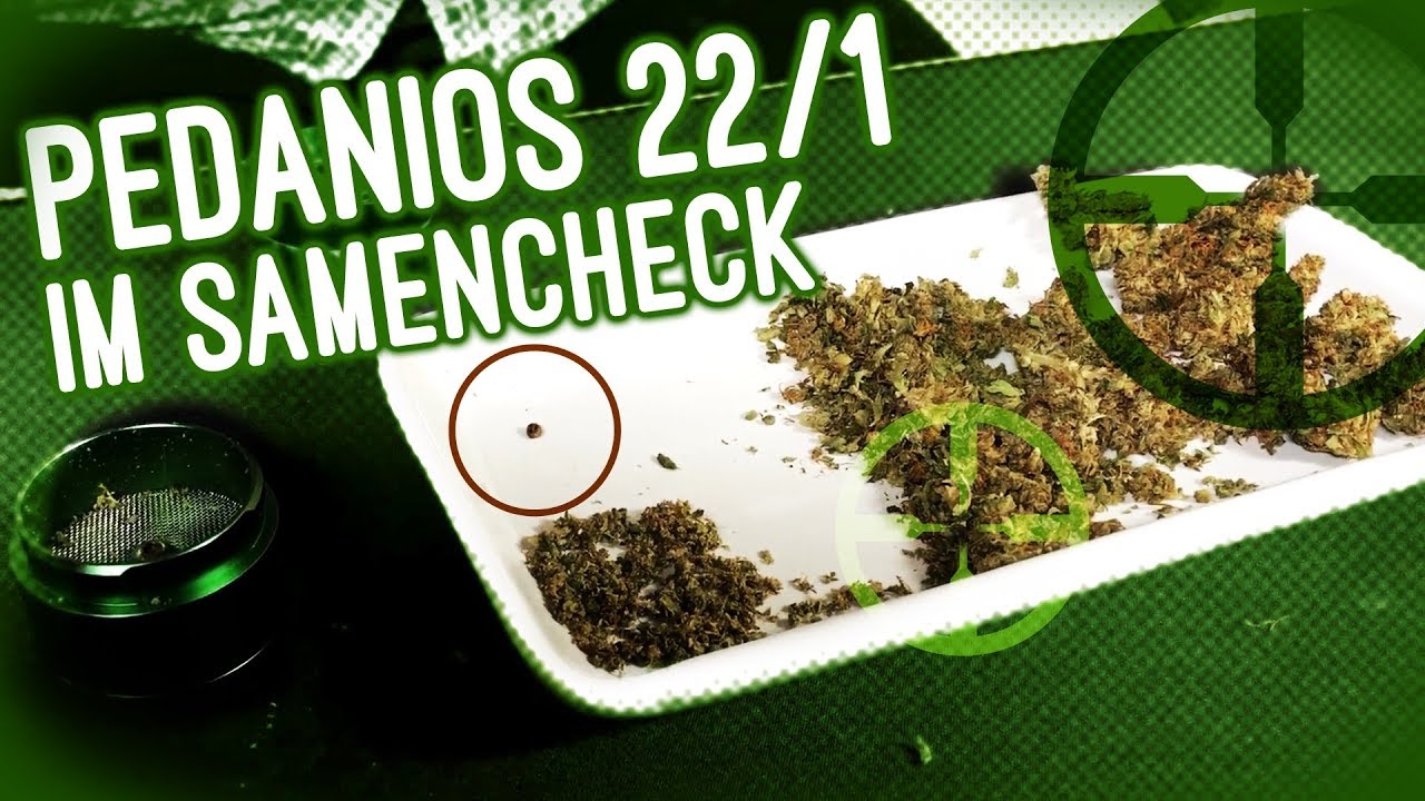 Sortentest ─ PEDANIOS 22/1 ─ Samen und persönliche Eindrücke