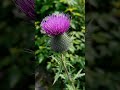 A Vibrant Scottish Thistle Sways In A Gentle Breeze Scottish Thistle Scotland Flower Flora 