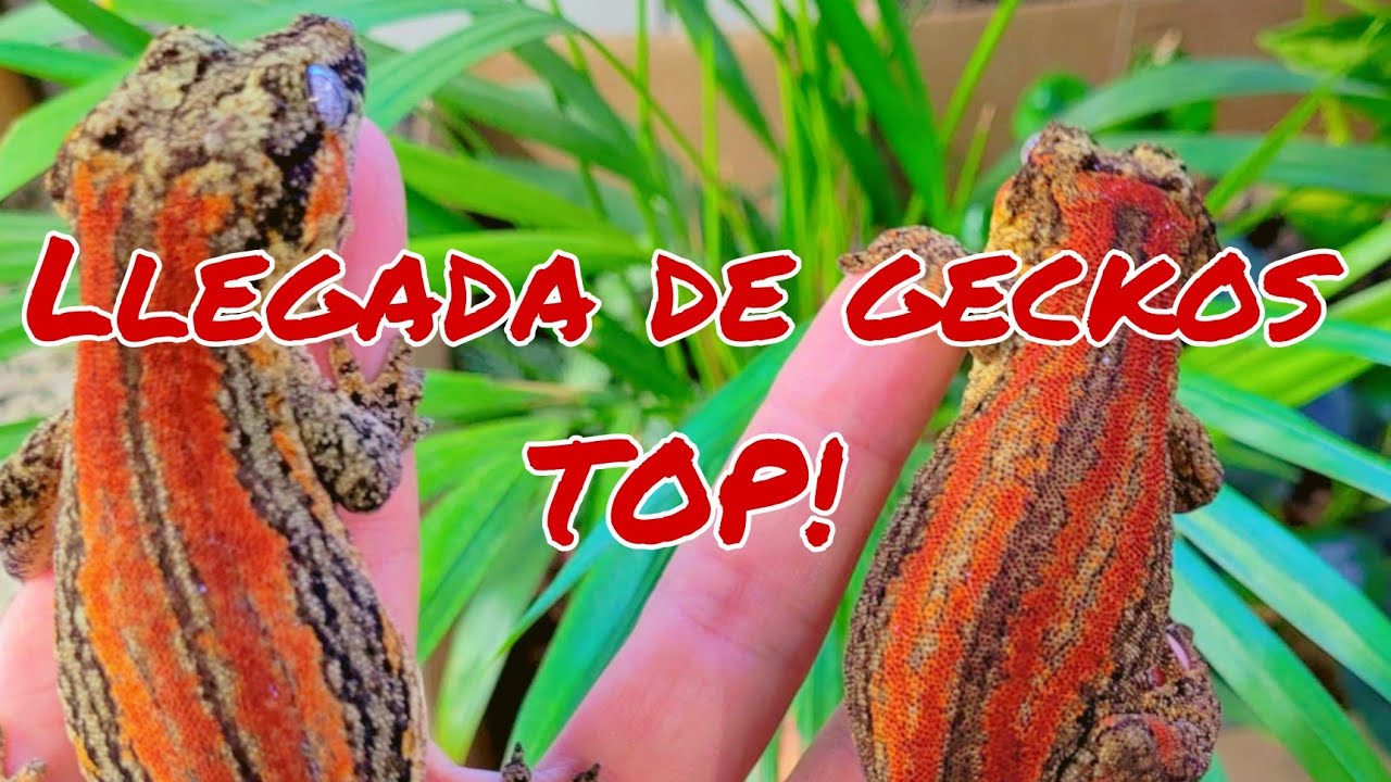 Unboxing de Geckos! phelsumas y geckos de nueva Caledonia