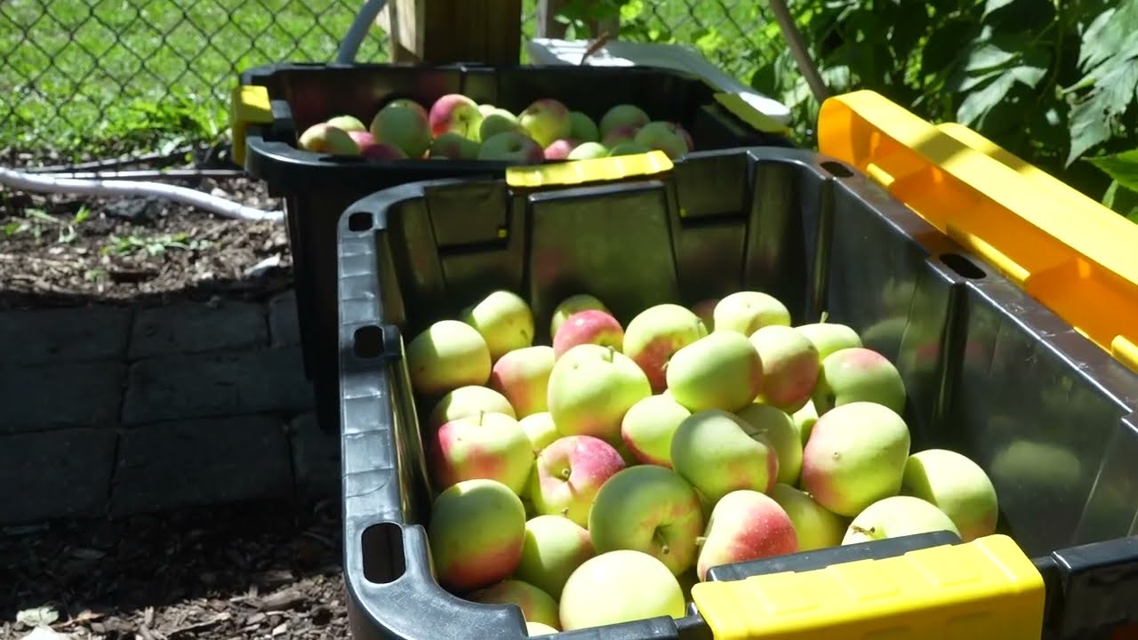 Community Orchard Donates Fresh Produce to Local Food Shelf