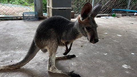 Loco llega al santuario