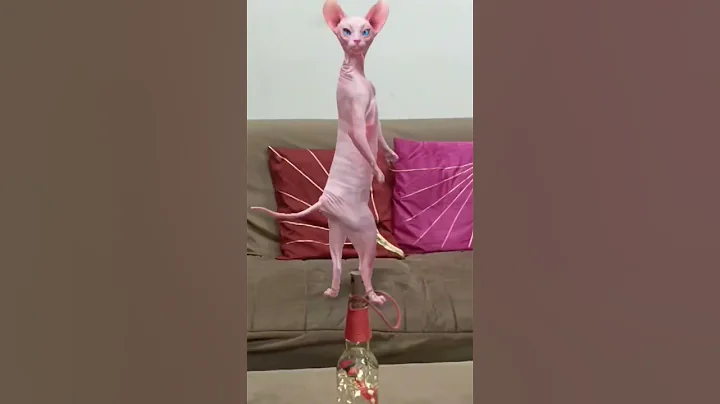 Watch the video about Cat 😺 dance on lighting bottle 🍾#shortfeed#funny#crazily#sphynx#meow#tomandjerry#lollipop#balloon