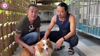 TRẠI CHÓ CORGI Ở NHÀ BÈ  Dog Garden | Trại Chó Bình Cao