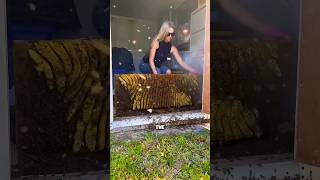This woman collecting thousand of honey been