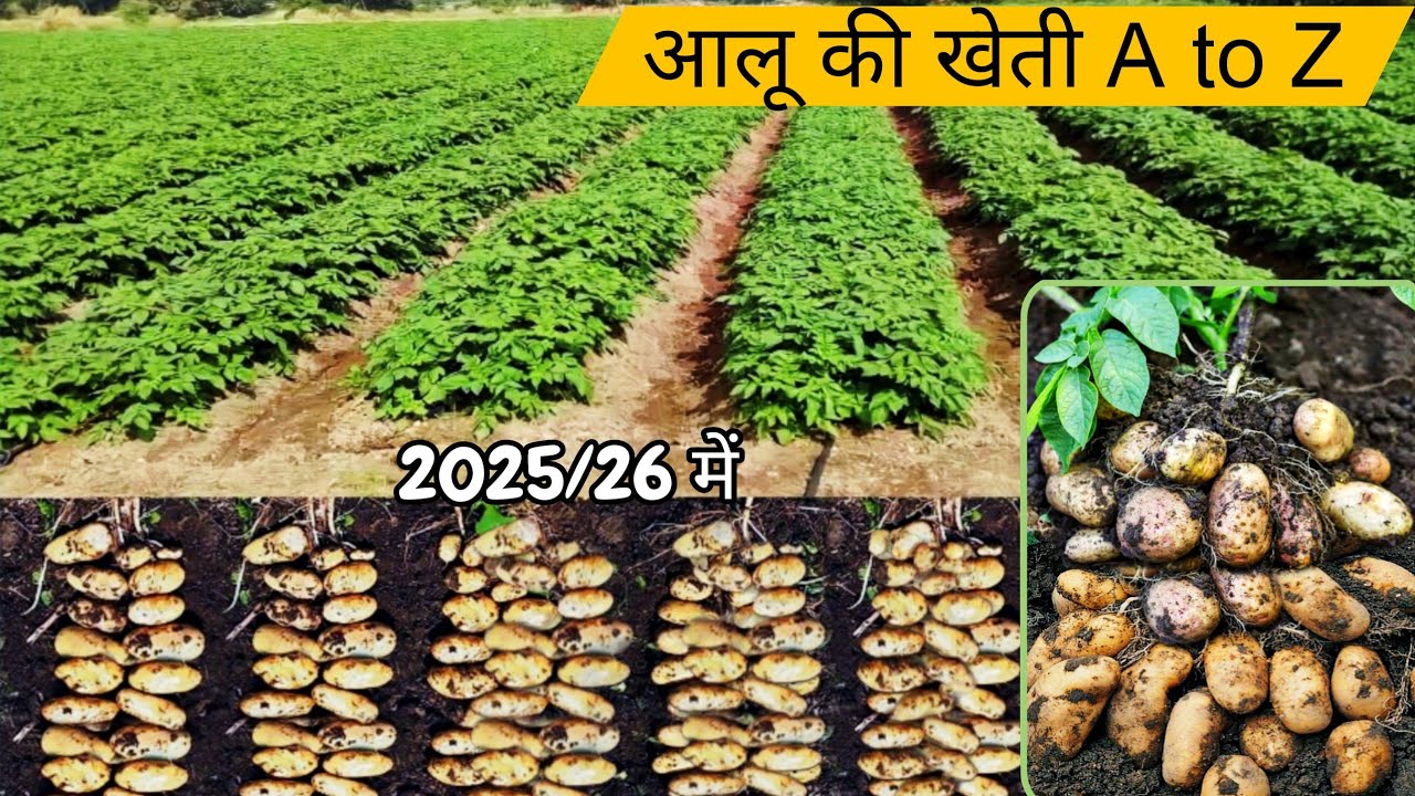 Aalu ki kheti karne ka Sahi Samay | आलू की खेती A to Z जानकारी | Aalu ki kheti kaise karen 2025/26