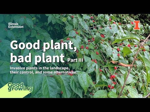 Vídeo: Killing Oriental Agridoce - Como Erradicar o Agridoce Oriental em Paisagens