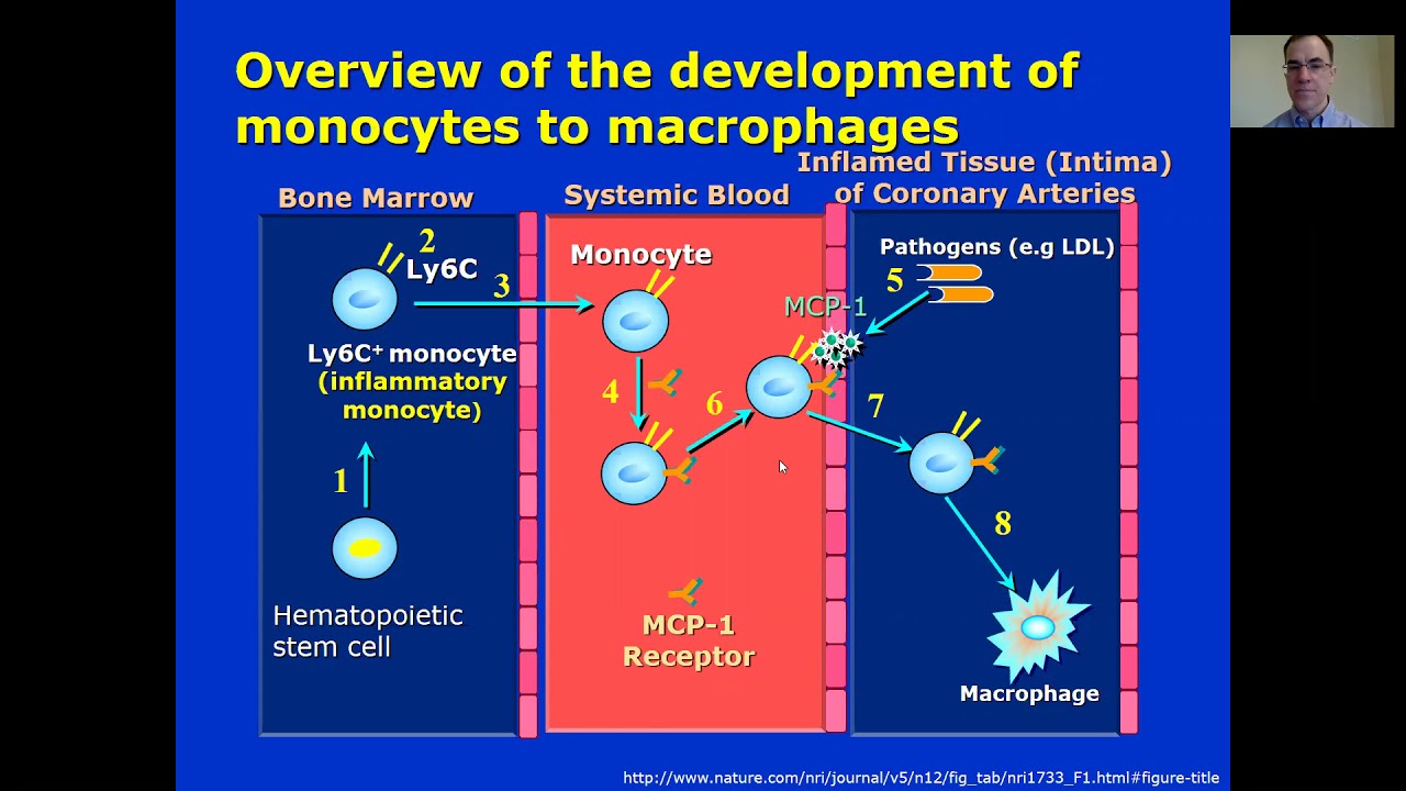 Lesson 2.2 Overview Of The Development Of Monocytes To Macrophages