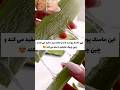 این ماسک خانگی شما را 15 سال جوانتر می کند راز سفیدی و سفتی پوست کره ای هاماسک_صورت shorts mp3