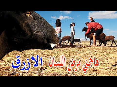 طريقة الوقاية من مرض اللسان الازرق   والسيطرة عليه تجربة صعبة