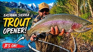 BIG Rainbow Trout CRUSHING Baits at the Eastern Sierra Opener #395 #troutfishing