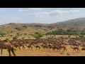 عدد كبير من الإبل في ظفار عدد كبير من الإبل في ظفار
