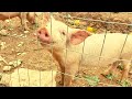 CUTE BABY PIGLETS Get a New Home