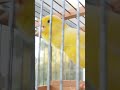 yellow canary original 2 #canaricultura #canary #canarybird #timbrado #canarylovers