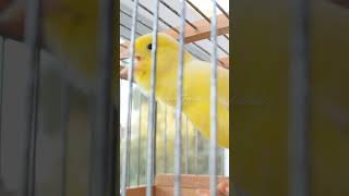 yellow canary original 2 #canaricultura #canary #canarybird #timbrado #canarylovers