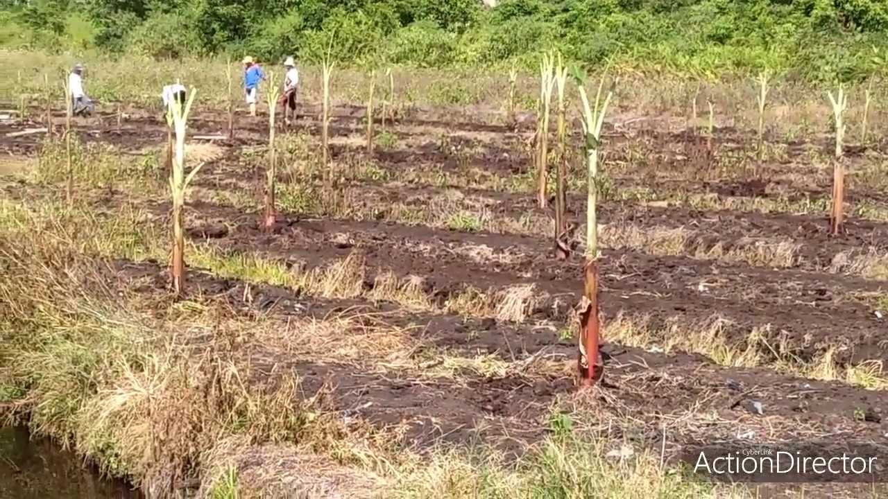  TEKNIK  PENGOLAHAN  KEBUN LAHAN GAMBUT UNTUK KEBUN PISANG 