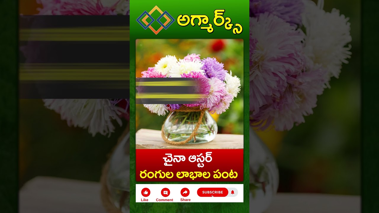 చైనా ఆస్టర్ పూల సాగు..మంచి దిగుబడికి మెళకువలు | China Aster Flowers Cultivation Tips | Agmarks