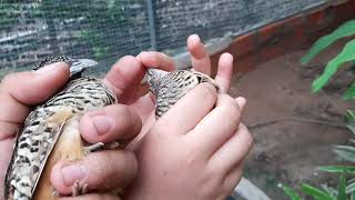 Distinguishing between male and female wild quail and releasing avi for experimental breeding