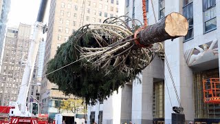 ロックフェラーセンターの巨大クリスマスツリーが到着