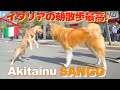 Sunday morning walk with Akita dog 🇮🇹♪ We met various dogs ♪