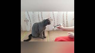 Мой котик Счастик показывает что он умеет!