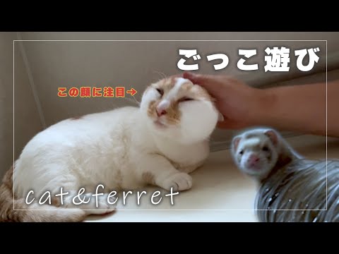 【ごっこ遊び】おいでませ！にゃんフェレ旅館　３匹のドタバタ接客