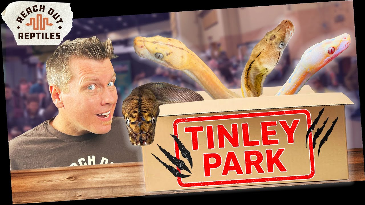 Распаковываем рептилий с выставки рептилий в Тинли-парке! [ОКТЯБРЬ 2025]