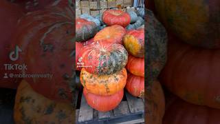 Best Pumpkin Picking in Birmingham