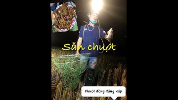 Chuột săn đêm canh nậu thạch thất Hà Nội