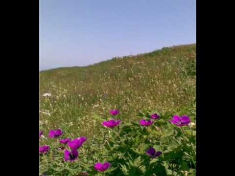 Download sürmene yaylalar Mp3 and Video sürmene yaylalar