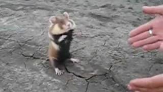 Berserk Hamster - Бешеный хомяк