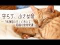 【守ろう小さな命~保護猫の日に考える船橋の動物愛護~】