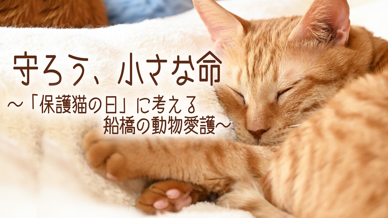 【守ろう小さな命~保護猫の日に考える船橋の動物愛護~】
