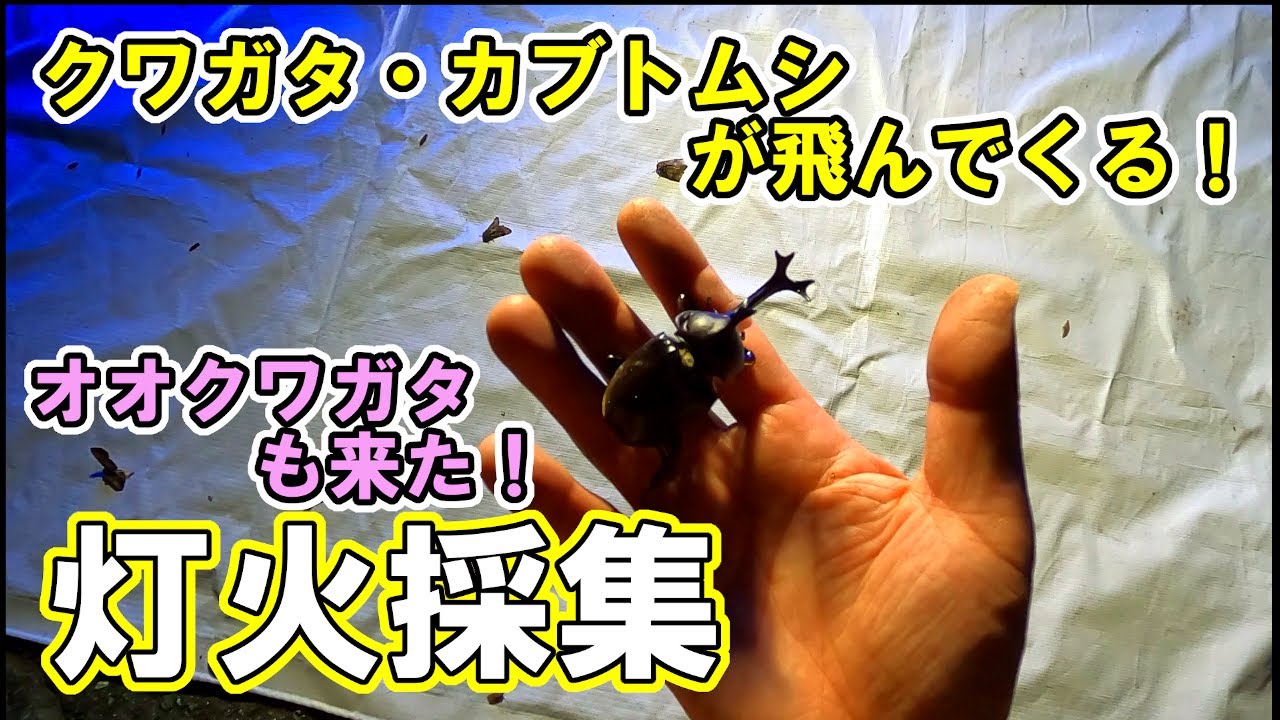灯火採集① オオクワガタも来た！ - YouTube