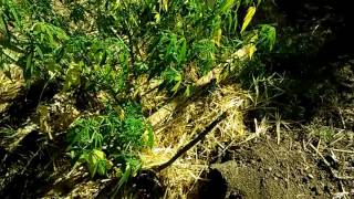 over watered cannabis plant