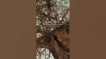 القارئ ~ عكاشة كميني 🌹