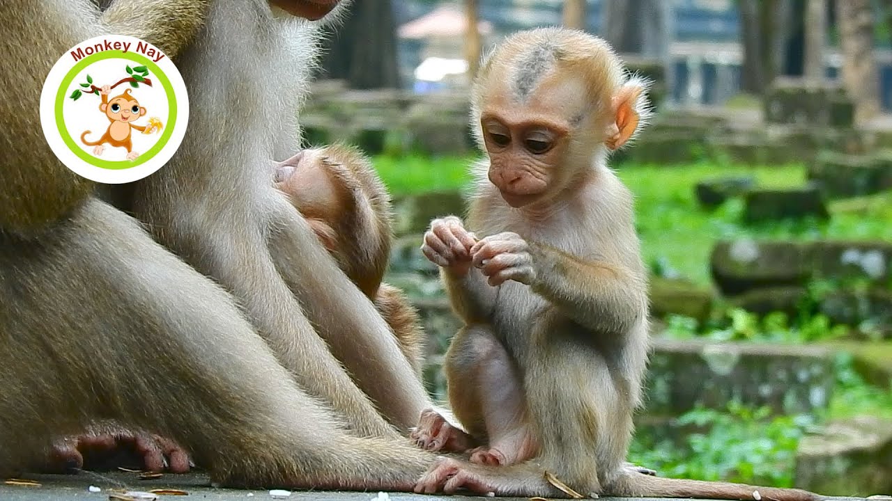 Cute baby monkey, sweet dreams and adorable! # 17
