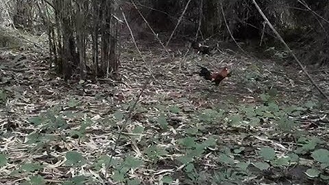 ต่อไก่ป่า dib qaib qus part: 01 hnub 5-10-2021