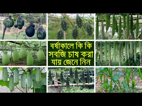 ভিডিও: বালতি পাত্রে শাকসবজি - সবজি বাড়ানোর জন্য বালতি ব্যবহার করা