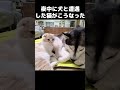 夜中に犬と遭遇した猫がこうなった...#猫 #cat