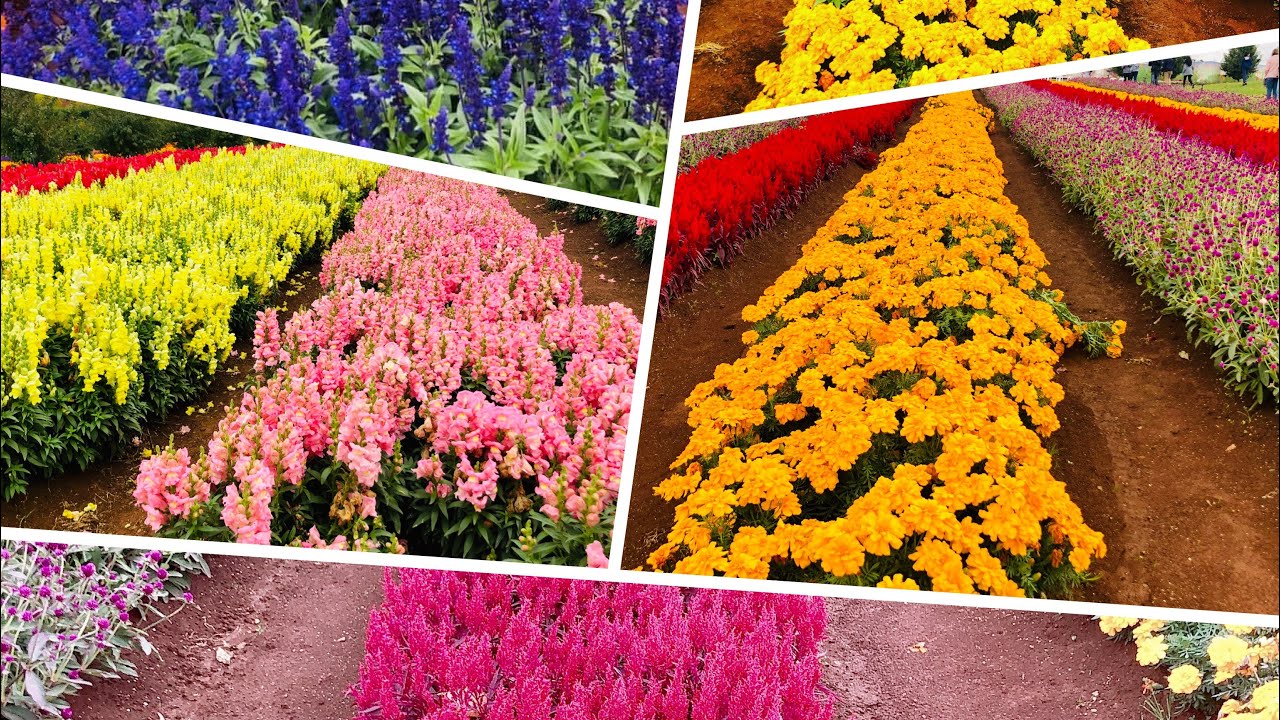 FLOWER FESTIVAL MELBOURNE AUSTRALIA BEAUTIFUL COLORS VLOG 53