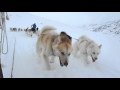 Greenland 2016 - Dog Sledding の動画、YouTube動画。