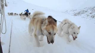 Greenland 2016  Dog Sledding