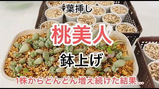 [多肉植物]葉挿し桃美人^_^鉢上げ　1株から増えた桃美人