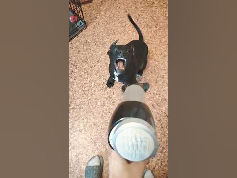 питбуль Буч - реакция на фен 🤣 #буч #питбуль #пит #собака #рек # ...