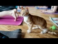 Yoga is cats' meow