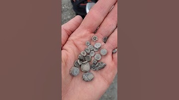 handful of #crinoids #michigan #quarry #brachiopod #bivalve #sealily #fossil #fossilhunting #awesome